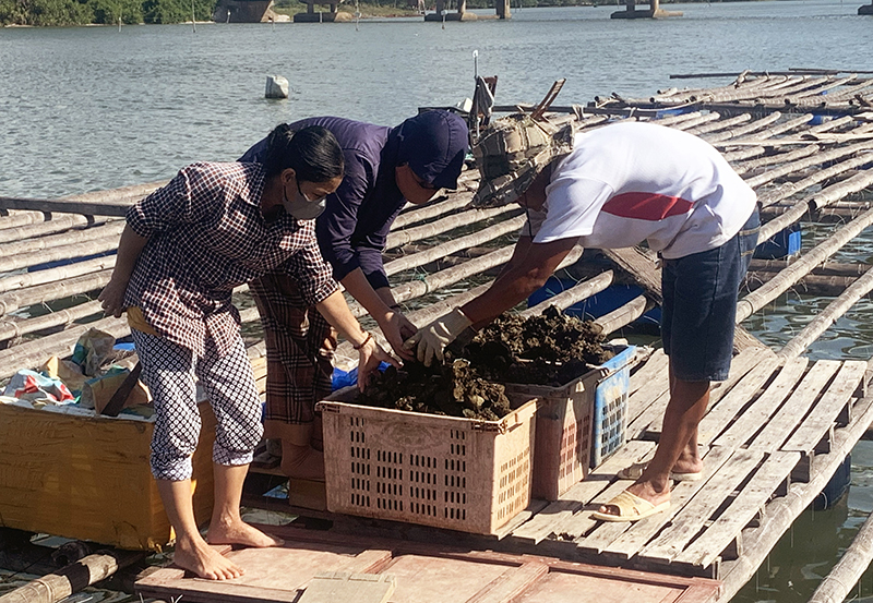 Người dân thị trấn Quán Hàu thu hoạch hàu nuôi thương phẩm trên sông.