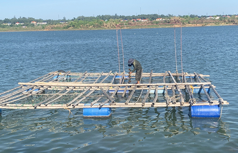 Nuôi hàu thương phẩm mở ra nhiều triển vọng, đem lại giá trị kinh tế cao cho người dân.