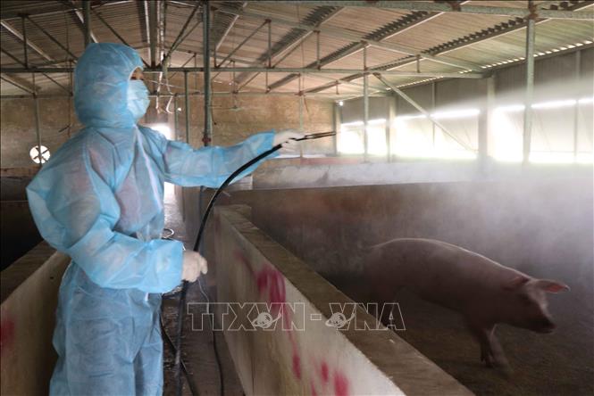 Phun khử trùng nhằm phòng, chống dịch bệnh tả lợn châu Phi. Ảnh: Thanh Thương/TTXVN