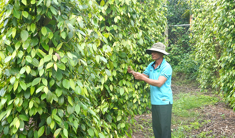 Lê Quang Hoản chăm sóc vườn tiêu hữu cơ của gia đình.