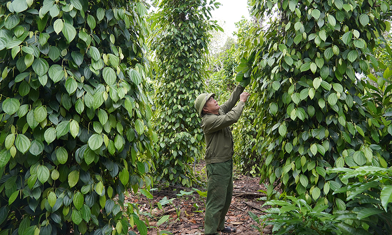 Nhiều nông dân Quảng Trạch cải tạo vườn tạp, trồng các loại cây đặc sản có giá trị kinh tế cao.