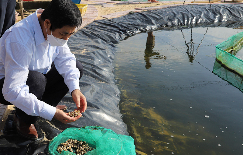 Xây dựng thành công mô hình nuôi thương phẩm ốc hương