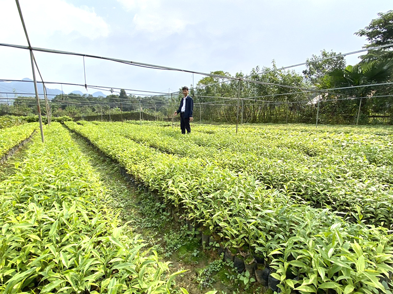 Vườn ươm cây giống của HTX Bắc Quảng Bình cung cấp cây bản địa chất lượng cho thị trường trong và ngoài tỉnh.