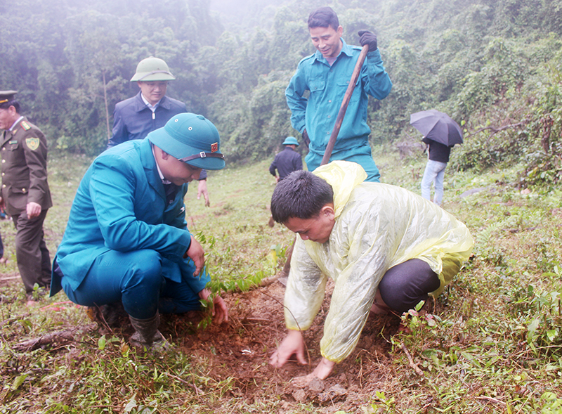 Người dân Tuyên Hóa trồng cây bản địa phục hồi rừng trên các diện tích vi phạm.
