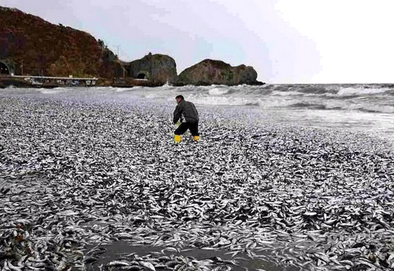  Cá chết phủ trắng bờ biển Hokkaido, Nhật Bản. Ảnh: The Japan News