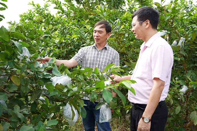 Từ nguồn vốn vay của PGD NHCSXH huyện Bố Trạch, anh Hồ Thanh Ngọc đã mở rộng diện tích trồng ổi, đem lại hiệu quả kinh tế cao.