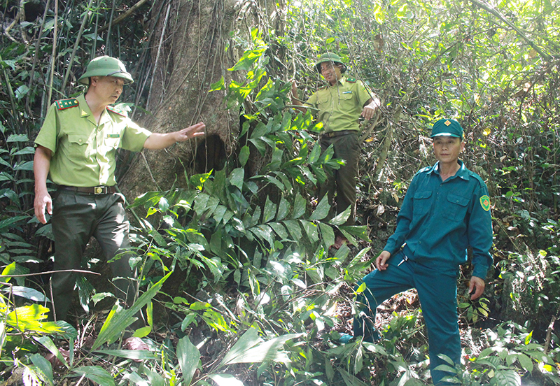 Hàng nghìn hécta rừng ở xã Thượng Hóa được giao cho cộng đồng bảo vệ.