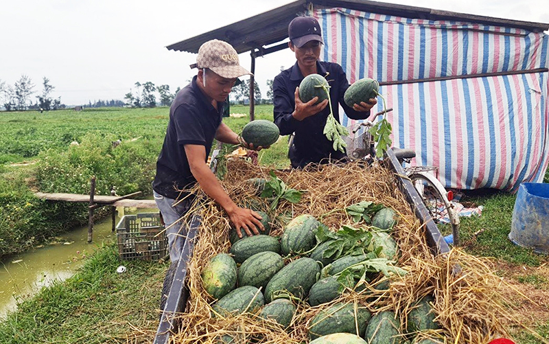 Chuyển đổi diện tích trồng lúa kém hiệu quả sang trồng dưa hấu mang lại thu nhập cao cho người dân xã Hàm Ninh.