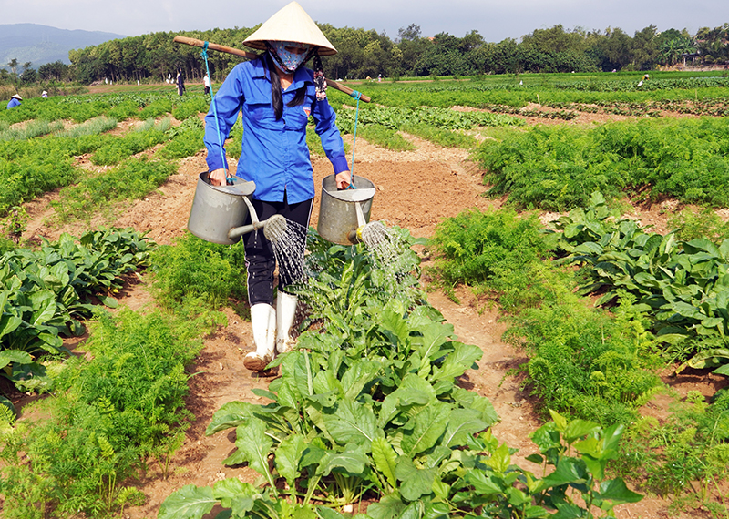 Chăm sóc rau màu phục vụ thị trường Tết Nguyên đán.