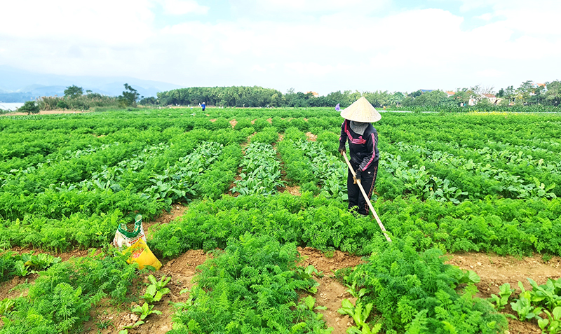 Cồn nổi Phú Ninh được phủ xanh bởi bạt ngàn các loại rau màu.