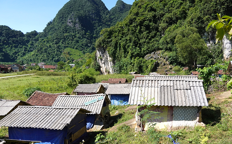 Chuồng trại chăn nuôi trâu bò được người dân xã Tân Hoá (Minh Hóa) xây dựng lên cao để phòng, chống thiên tai.