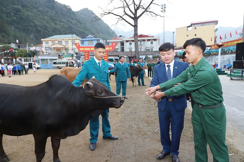  Quân nhân xuất ngũ hoàn thành xuất sắc nhiệm vụ được tặng bò giống ở huyện Mèo Vạc (Hà Giang).  Ảnh: MINH ĐỨC