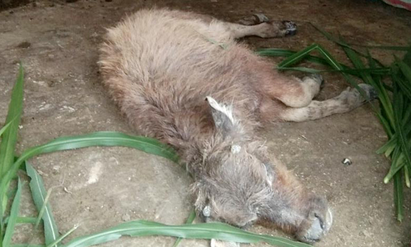 Trâu, bò tại xã Thượng Hóa, huyện Minh Hóa bị chết do ảnh hưởng của đợt rét đậm, rét hại.
