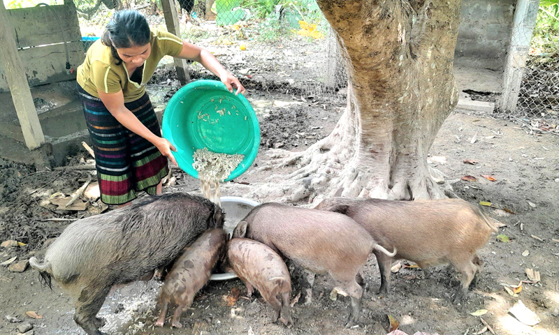  Mô hình nuôi lợn rừng sinh sản của chị Hồ Thị Huế, xã Trường Xuân (Quảng Ninh) đem lại thu nhập ổn định cho gia đình.