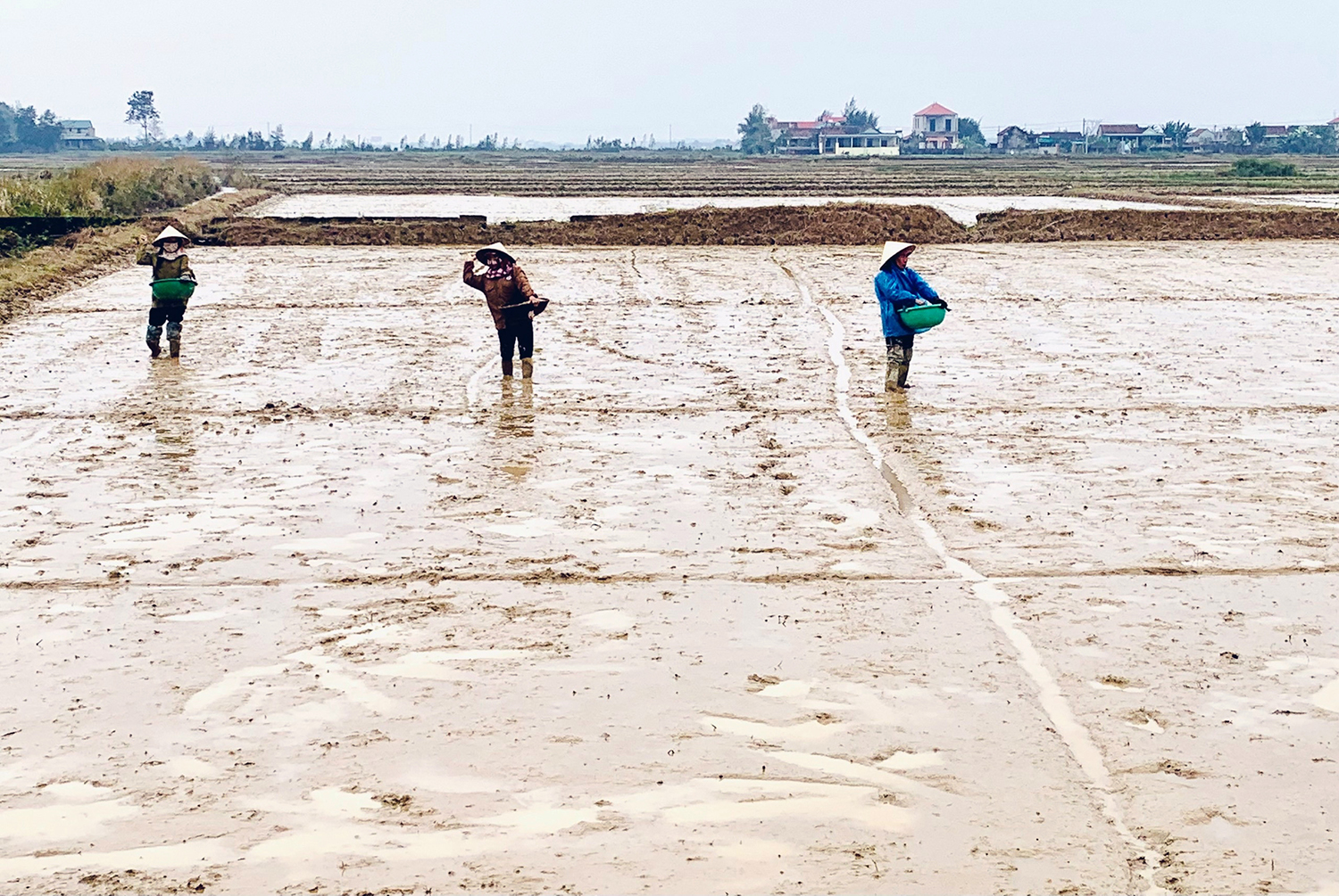 Quảng Ninh: Tập trung gieo trồng vụ đông-xuân
