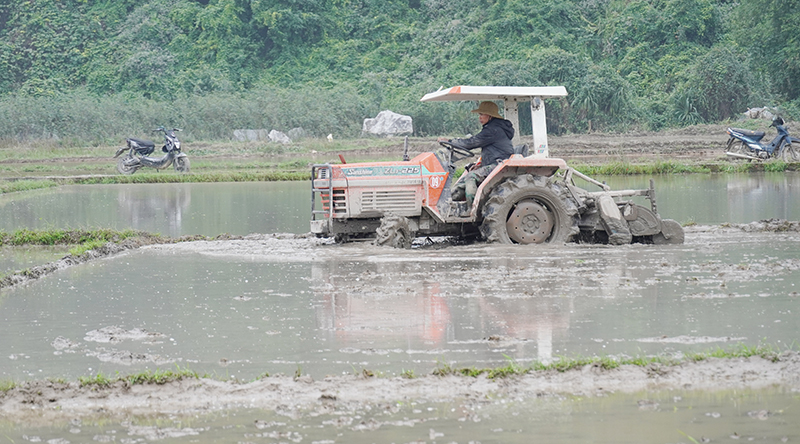 Tuyên Hóa: Gieo trồng hơn 1.400ha lúa vụ đông-xuân