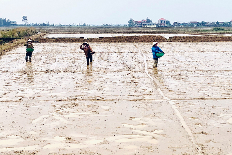Nông dân huyện Quảng Ninh gieo trồng lúa vụ đông-xuân.