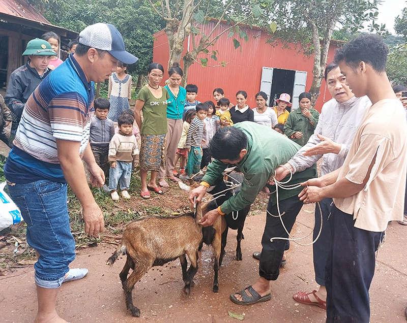 Hội Nông dân huyện Quảng Ninh phối hợp với chính quyền địa phương bàn giao con giống cho các hộ dân trên địa bàn xã Trường Sơn.