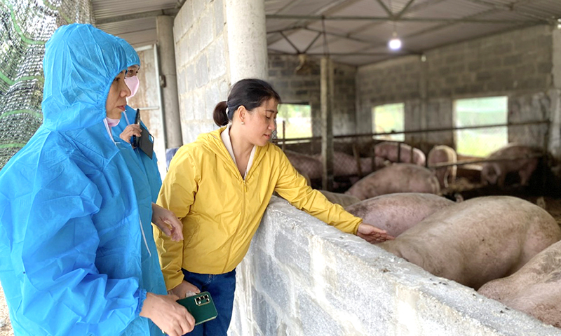 Chăn nuôi nhỏ lẻ chiếm 65-70% tổng số đàn vật nuôi.