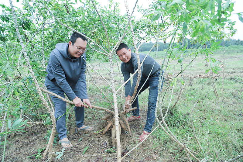 Giống sắn mới có khả năng kháng bệnh khảm lá, năng suất và hàm lượng tinh bột cao phù hợp trên các đồng đất Quảng Bình.