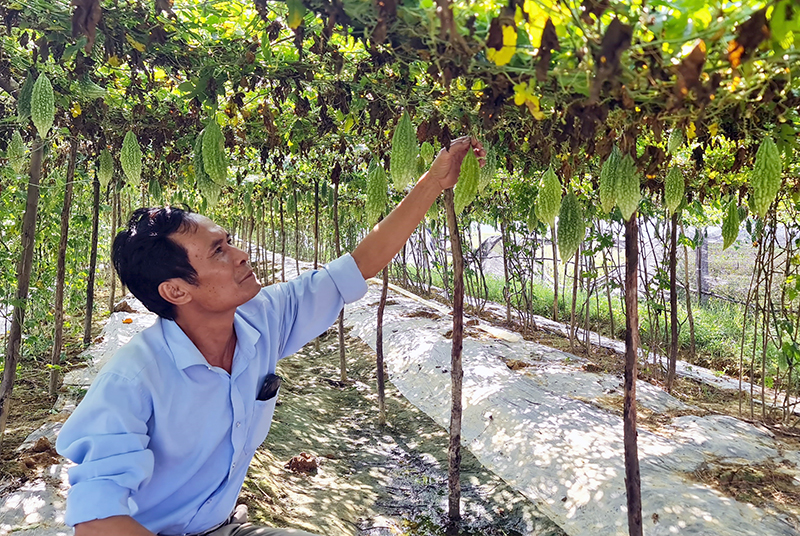 Mô hình trồng mướp đắng mang lại hiệu quả kinh tế cao cho người dân xã Hiền Ninh.