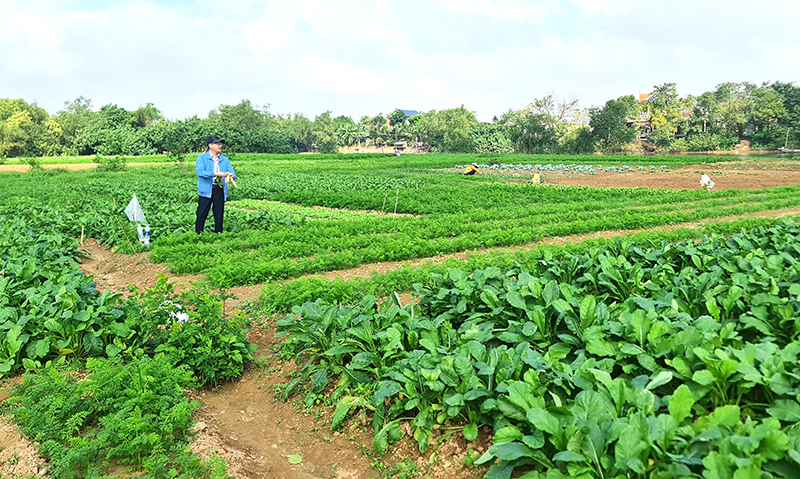 Mô hình trồng rau sạch của hội viên nông dân xã Duy Ninh.