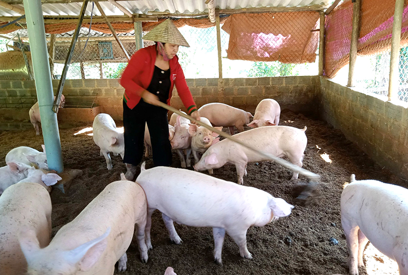 Các mô hình nuôi lợn hữu cơ đang được nhân rộng.