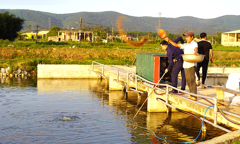 Mô hình nuôi cá “sông trong ao” giúp môi trường nước trong ao nuôi luôn bảo đảm vệ sinh, tạo ra nguồn cá sạch.