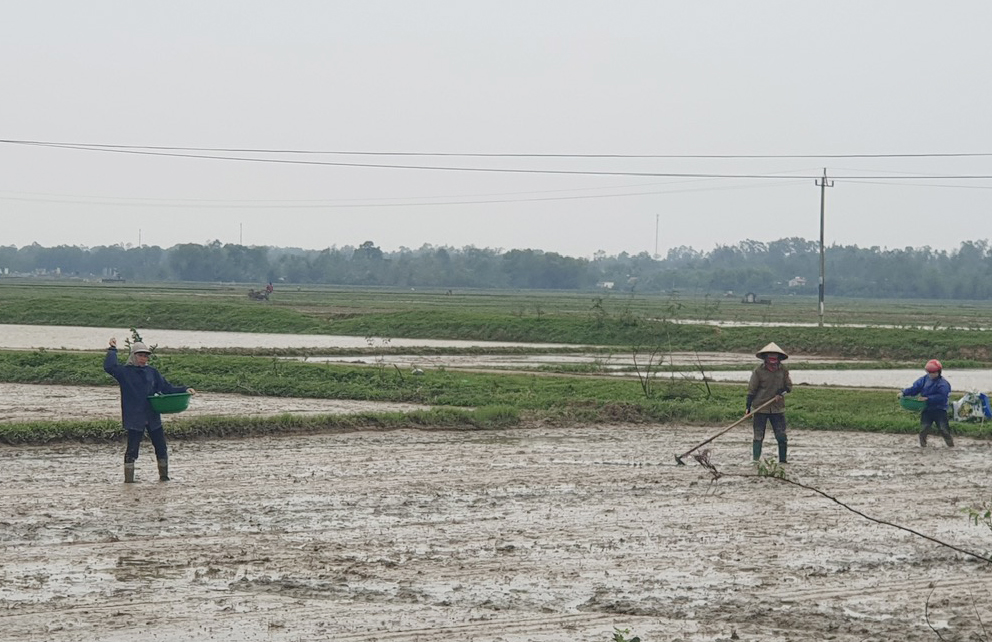  Nông dân huyện Lệ Thủy gieo lúa vụ đông-xuân.