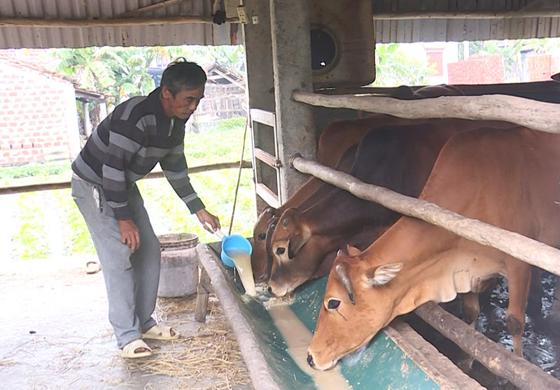 Nông dân huyện Quảng Trạch che chắn chuồng trại, bổ sung thức ăn cho đàn vật nuôi trong những ngày nhiệt độ xuống thấp.