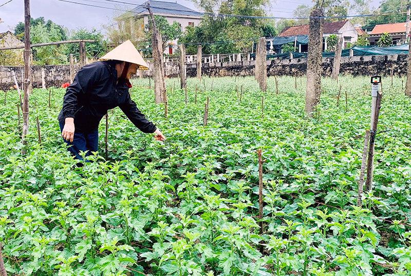 Nông dân xã Gia Ninh chăm sóc hoa cúc phục vụ thị trường Tết.
