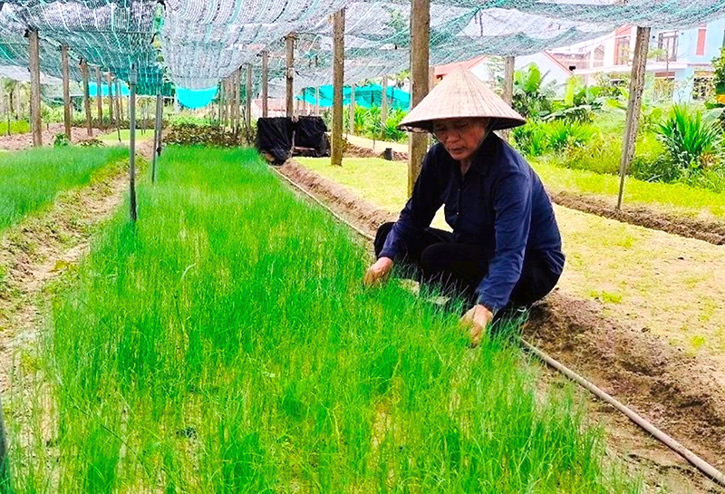 Nông dân xã Võ Ninh chăm sóc rau màu phục vụ thị trường Tết.