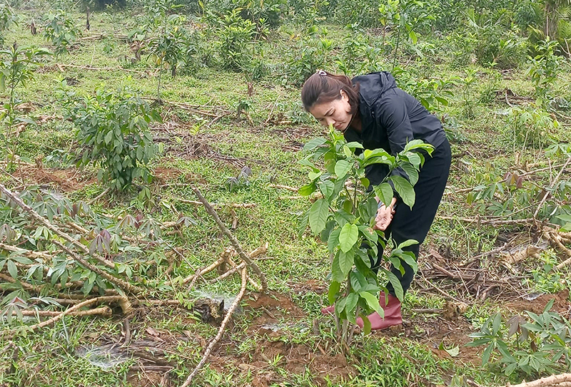 Rừng cây bản địa tại xã Yên Hóa đang phát triển tốt.