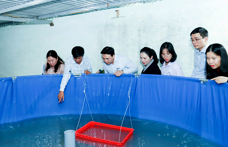 Công ty TNHH dịch vụ Kim Long Việt Nam ứng dụng công nghệ khôi phục và phát triển nguồn gen cá chình mun.