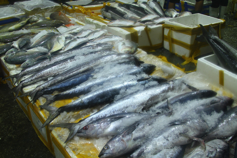 Những chuyến biển cuối năm, ngư dân Quảng Bình đánh bắt được khá nhiều cá thu, cá cam và cá ngừ