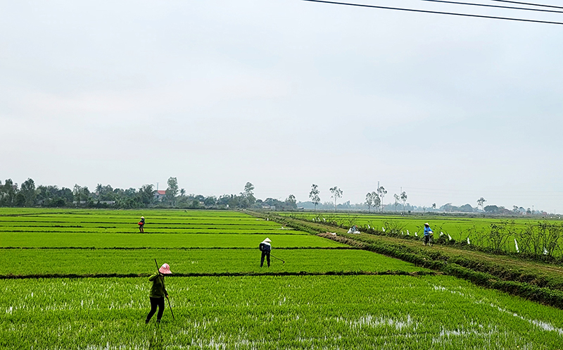 Nông dân vùng Nam Quảng Ninh ra đồng trong thời khắc “Tết đến, Xuân về”