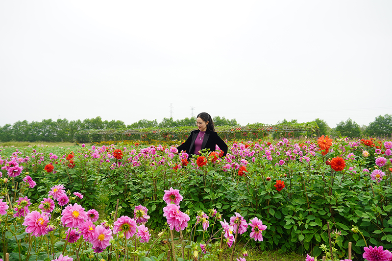 Vườn hoa Hưng Loan (Quảng Hưng) hút khách đầu năm mới Giáp Thìn 2024.