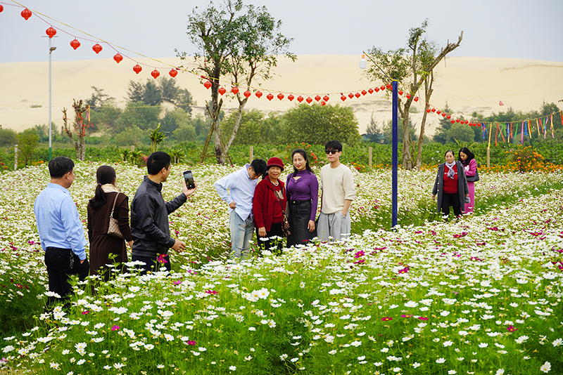 Các vườn hoa trên địa bàn huyện Bố Trạch thu hút nhiều du khách tham quan, chụp ảnh trong dịp Tết.