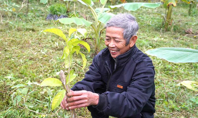Ông Nguyễn Văn Bền ở bản Cổ Tràng, xã Trường Sơn (Quảng Ninh) chăm sóc cây bản địa.