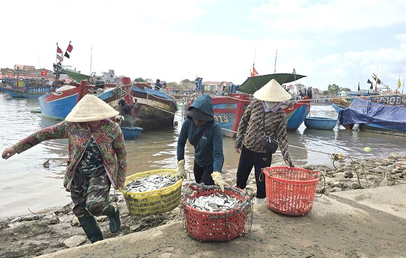 Nhiều tàu cá của ngư dân xã Quảng Phú trúng cá trích.