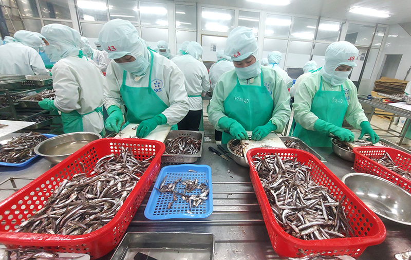 Công ty Năm Sao gia công cá cơm cho khác hàng trong nước và quốc tế.