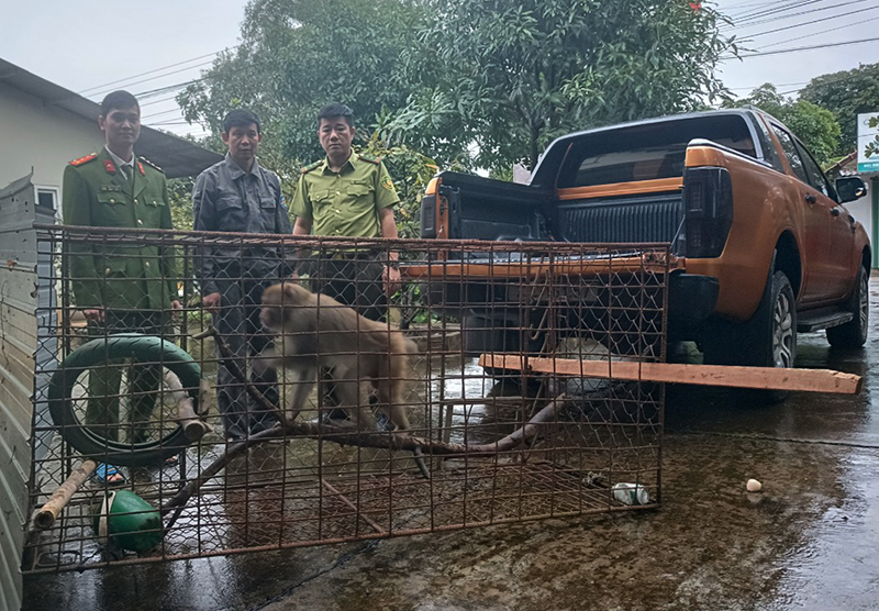 Người dân tự nguyện giao nộp cá thể động vật hoang dã để thả về môi trường tự nhiên