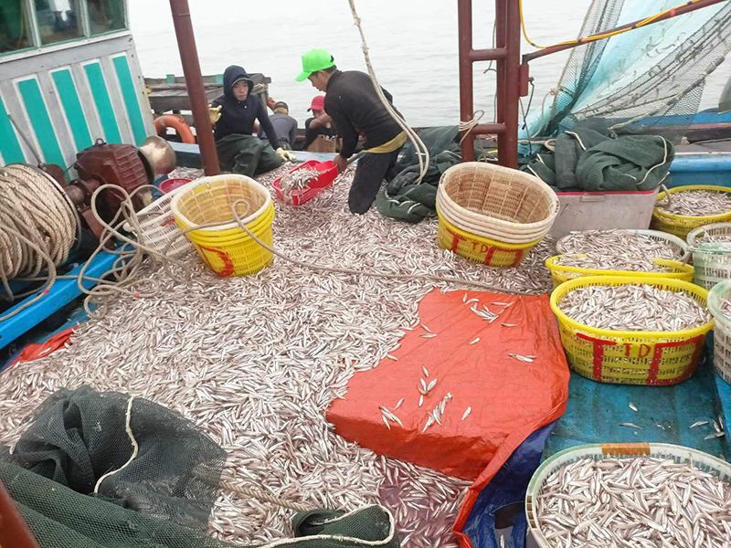 Tàu cá của ngư dân Trần Đình Cường, ở thôn Yên Hải, xã Cảnh Dương đánh bắt được 6 tấn cá cơm chỉ sau 1 đêm ra khơi.