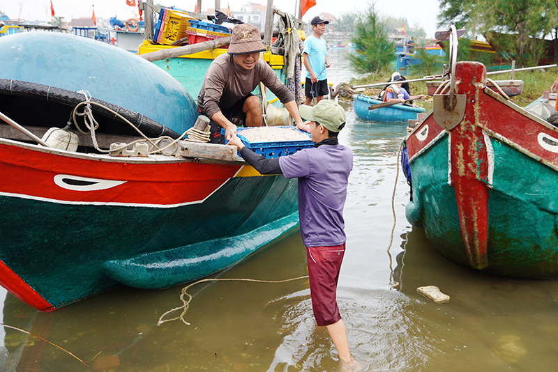 Năm nay, ngư dân trúng đậm mùa ruốc biển, thu về tiền triệu mỗi ngày.