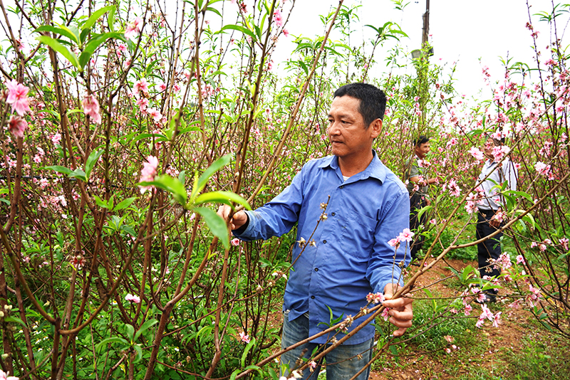 Nguồn vốn chính sách đã giúp gia đình anh Nguyễn Tri Thức thực hiện thành công mô hình trồng đào chưng Tết.