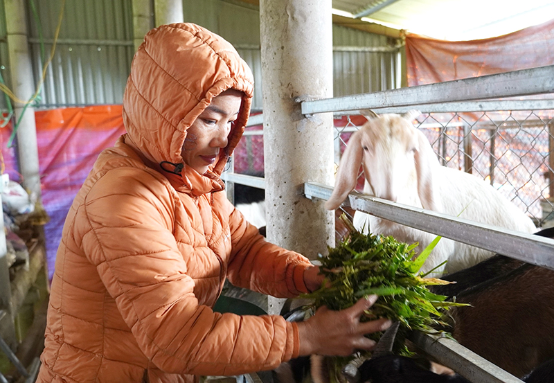 Mô hình nuôi dê đem lại thu nhập ổn định cho chị Trần Thị Hằng, thôn Phúc Nhĩ, xã An Ninh.