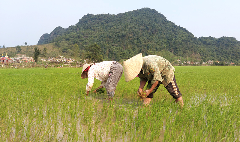 Gia đình bà Đoàn Thị Hồng, thôn Đức Phú 1, xã Đức Hóa (Tuyên Hóa) tích cực tỉa dặm để bảo đảm mật độ, giúp cây lúa sinh trưởng, phát triển tốt.