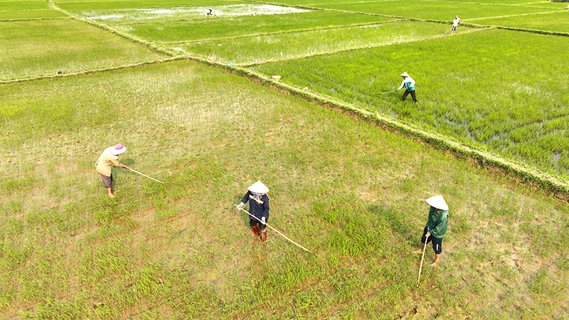 Tranh thủ thời tiết thuận lợi, nông dân huyện Tuyên Hóa xuống đồng chăm sóc lúa đông-xuân.