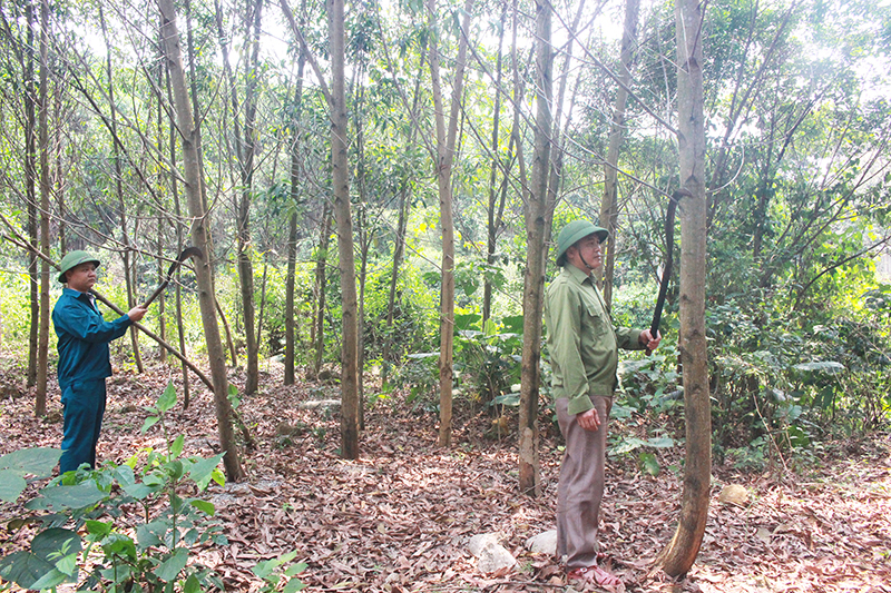 Người dân huyện Lệ Thủy chăm sóc rừng gỗ lớn.
