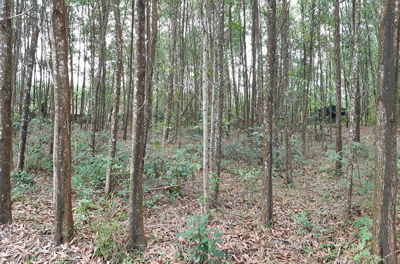 Khu rừng gỗ lớn của anh Trần Văn Sáng, ở xã Thái Thủy sau khi tỉa thưa.
